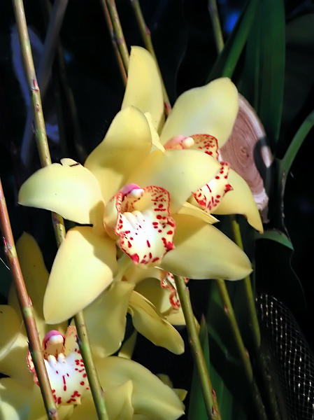 Orchidea.08.JPG - OLYMPUS DIGITAL CAMERA